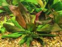 Эхинодорус Барта Echinodorus barthii, аквариумное растение размер L