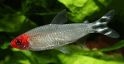 Родостомус Hemigrammus rhodostomus, аквариумная рыбка размер L