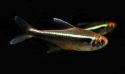 Неон черный Hyphessobrycon herbertaxelrodi, аквариумная рыбка размер L