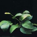 Анубиас Бартера широколистный Anubias barteri "Broad leaf", аквариумное растение, 1 куст