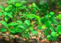 Анубиас нана Петит Anubias barteri var. nana Petite, аквариумное растение, 1 куст