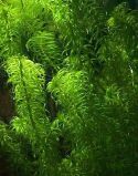 Эгерия наяс (Egeria najas), аквариумное растение, 1 стебель