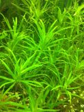 Гетерантера остролистная Geteranthera zosterafolia, аквариумное растение 1 стебель