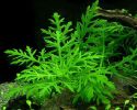 Гигрофила разнолистная или изменчивая (синема) Hygrophila difformis, аквариумное растение 1 стебель