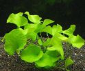 Нимфоидес или болотноцветник сп. "Флиппер" ("Тайвань") Nymphoides sp. Flipper  ("Taiwan"), аквариумное растение