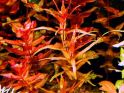 Ротала крупнотычинковая  узколистная Rotala  macrandra "Narrow  leaf" 1 стебель, аквариумное растение