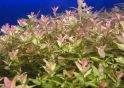 Ротала крупнотычинковая  зеленая Rotala macrandra "Green" 1 стебель, аквариумное растение