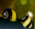 Улитка пресноводная  рогатая Clithon diadema (Spiral horn snail)